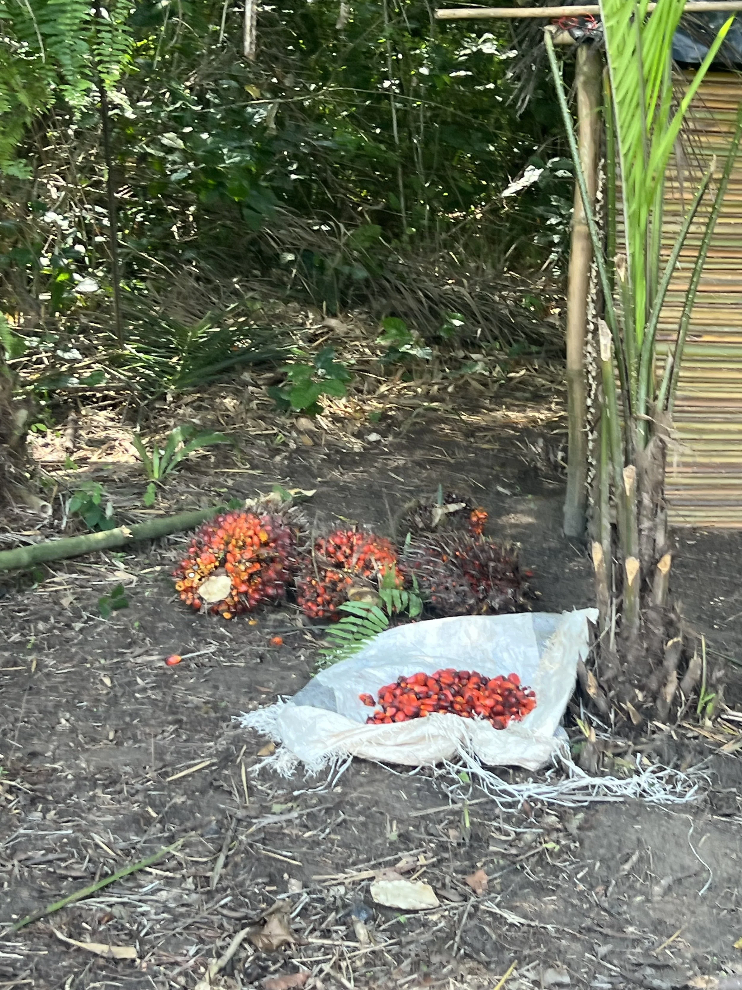 The Multipurpose palm fruits