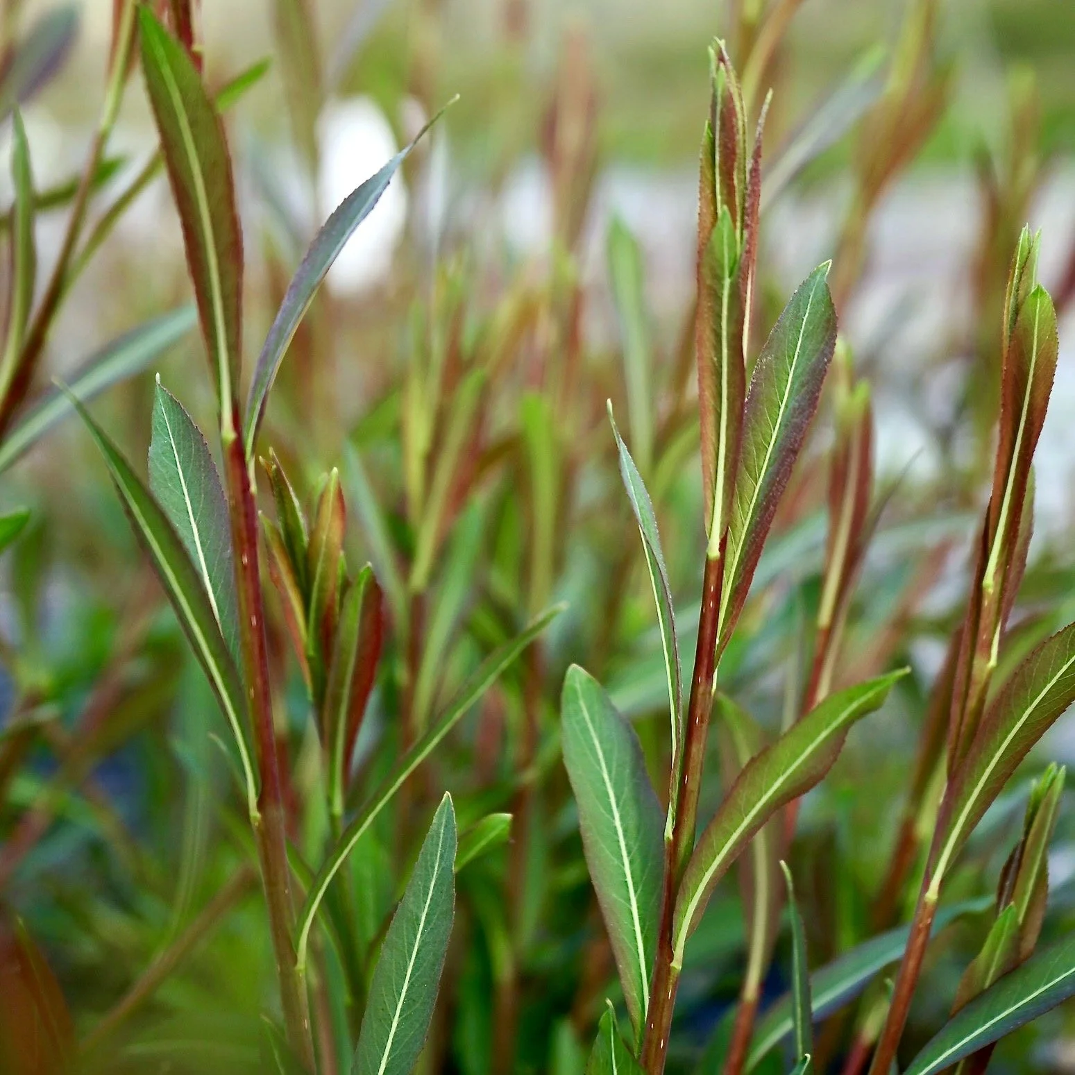 Salix purpurea 'Bleu' Stakes