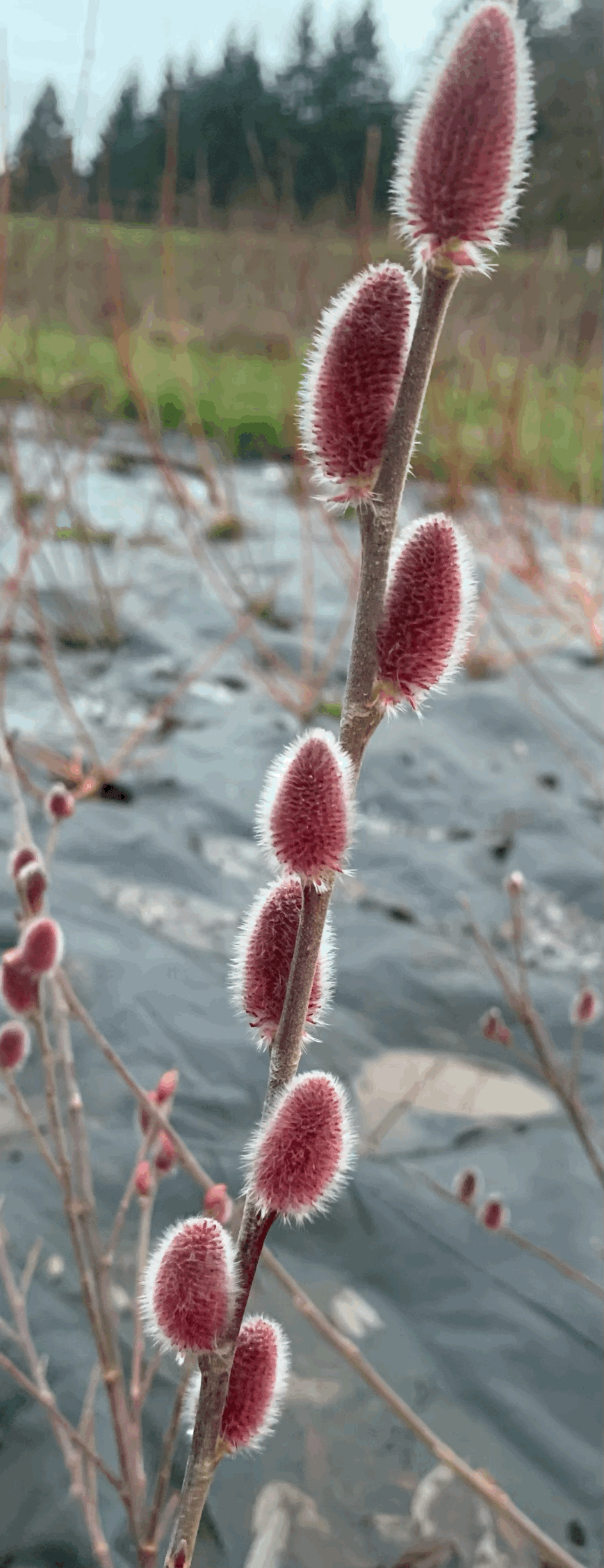 tempImageLO6wBX.gif