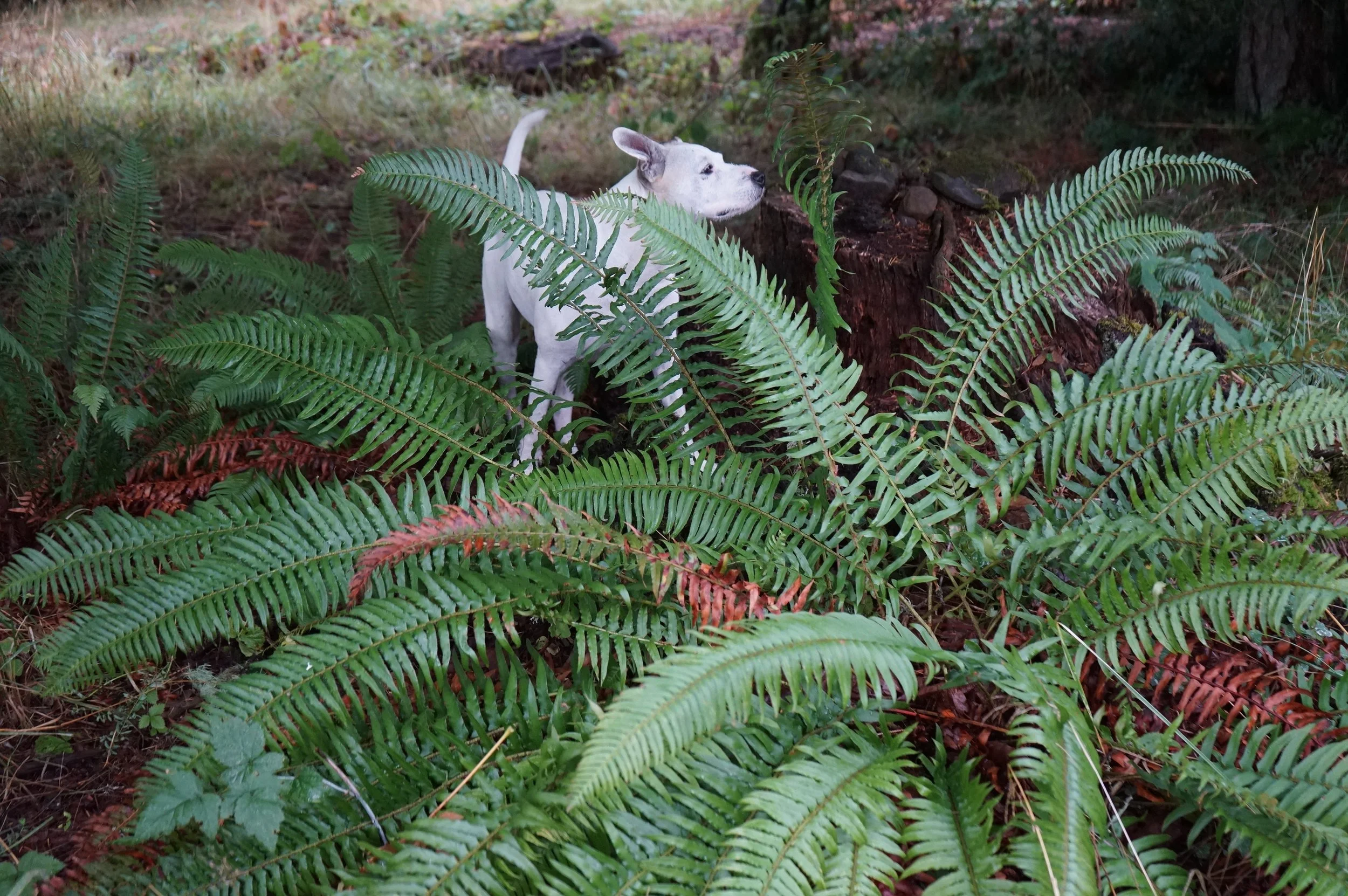 Packing Twine Willow Cuttings — Willamette Willows