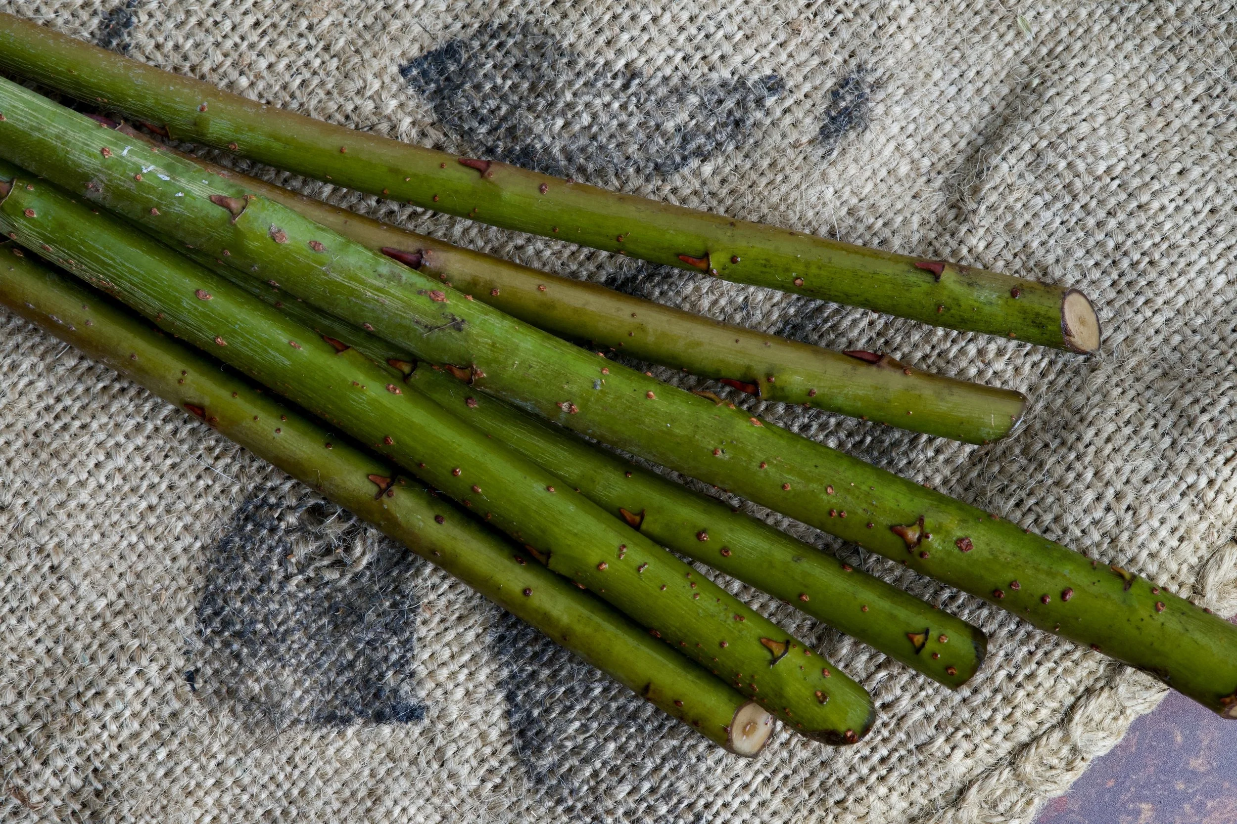 We only sell cuttings in wintertime. Here’s why.