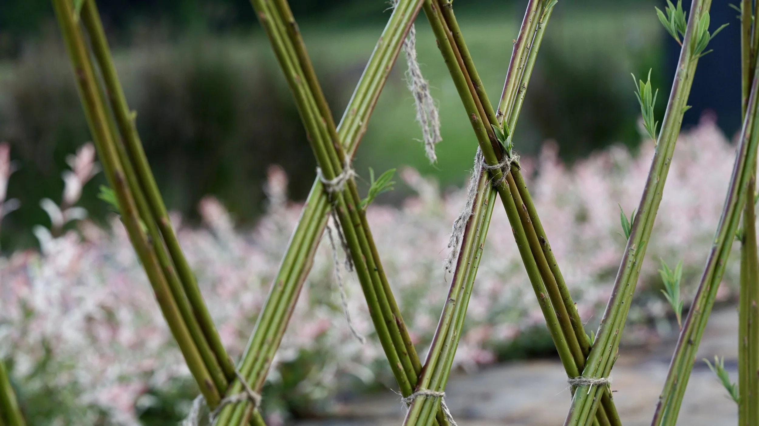 Planting a Living Willow Structure