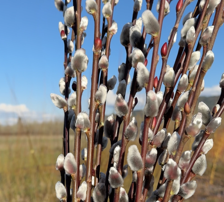 Salix x leucopithecia  ‘Winter Glory’ Stakes