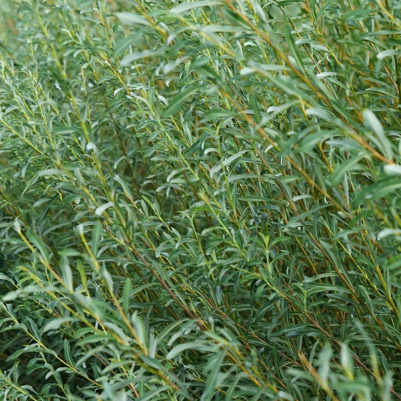 lambertiana_field.jpg