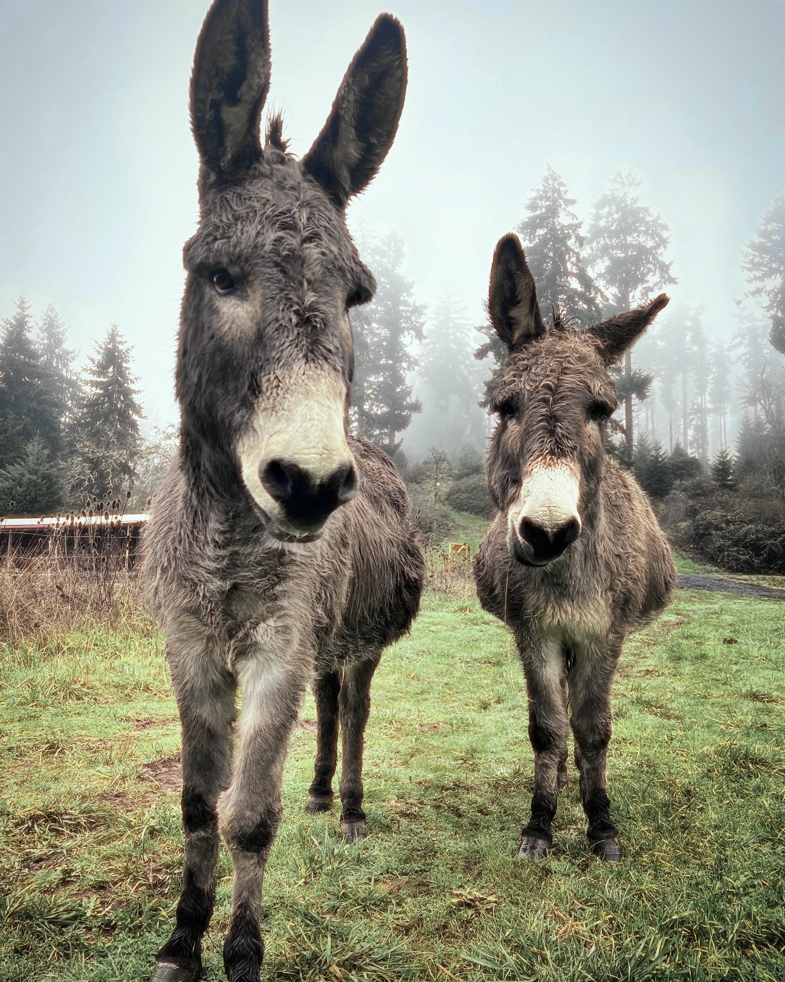Two donkeys standing on grassy field with trees and foggy sky in the background.