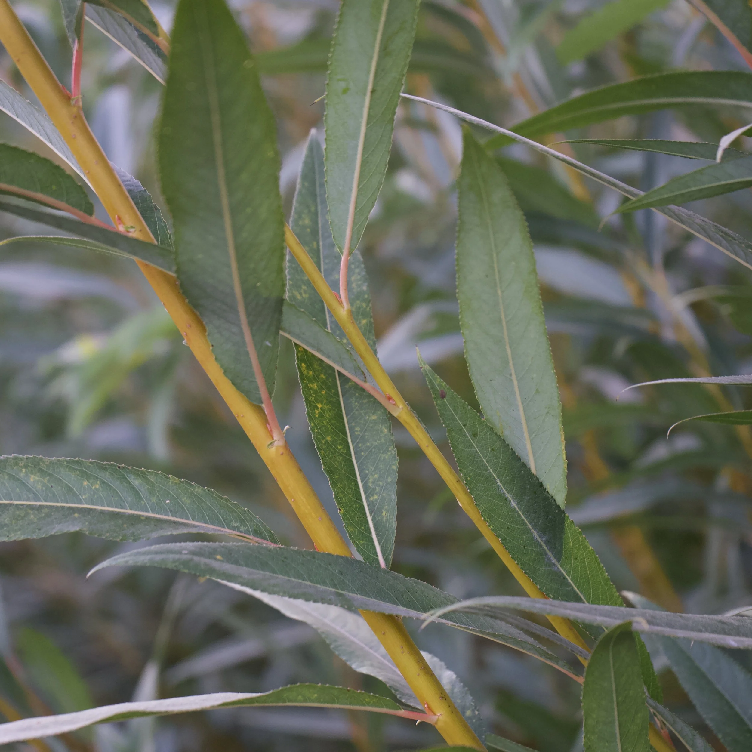 Salix x fragilis 'Cardinalis' Stakes