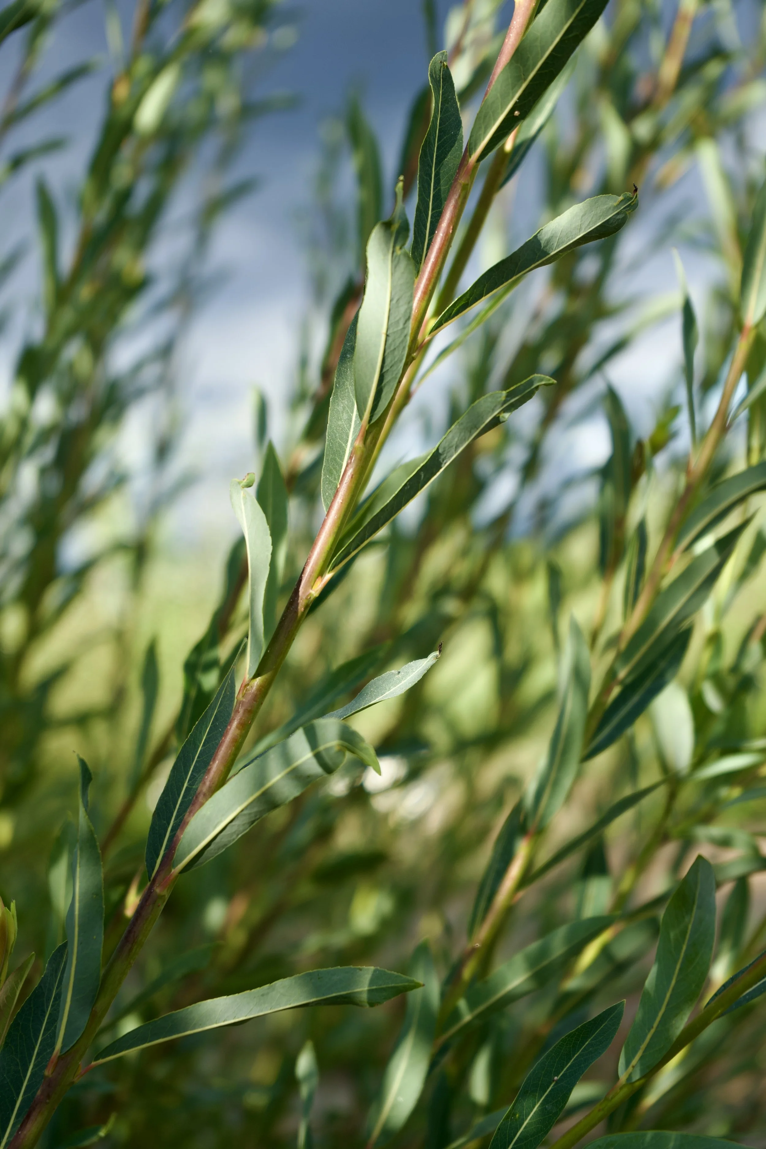 Salix purpurea 'Polish Purple' Stakes