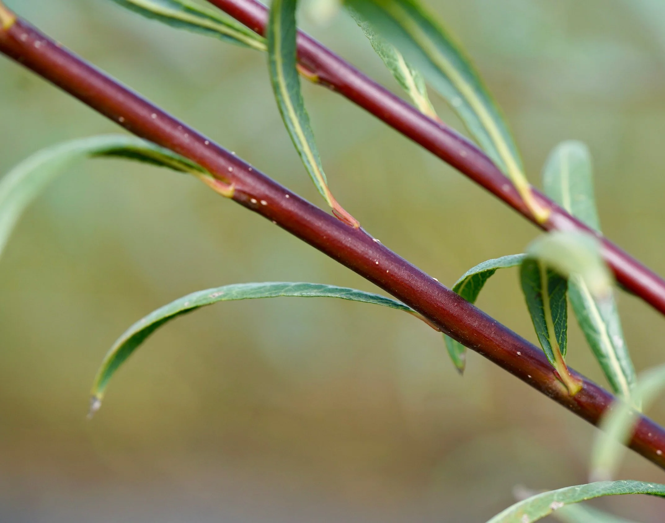 Daphnoides.jpg