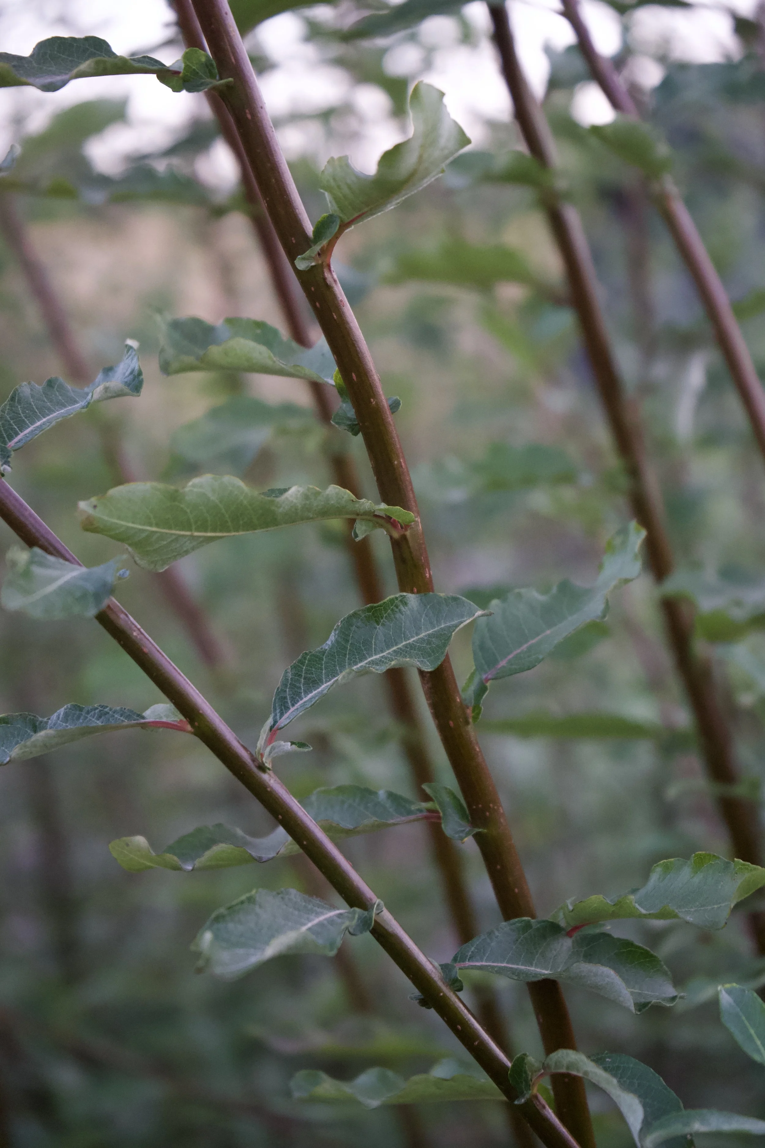 Salix sitchensis 'Sitka' Stakes