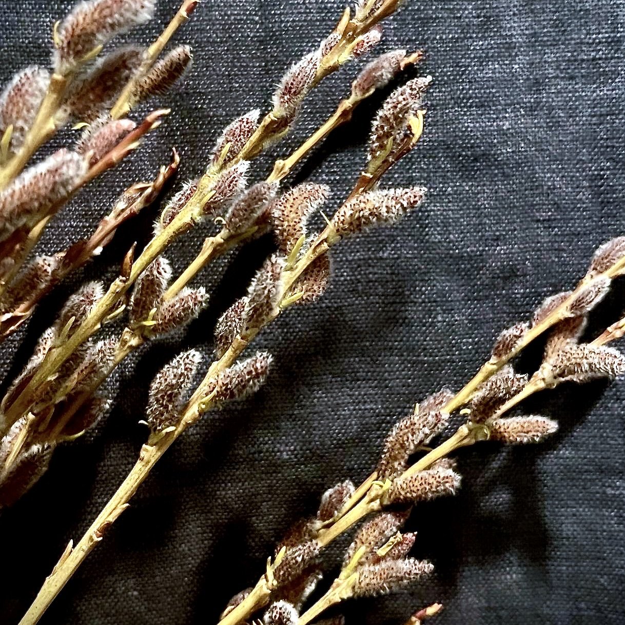 5C0B8D4A-286E-49E5-A330-7A567DFAD449.jpg