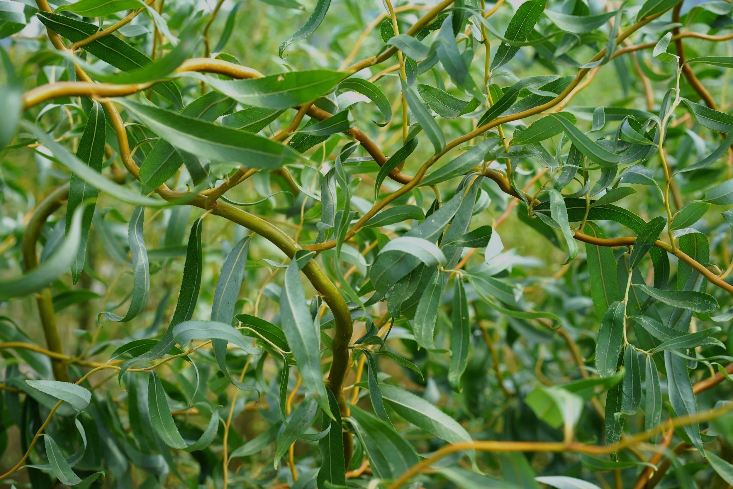 Willamette Willows Willow Plants For Sale