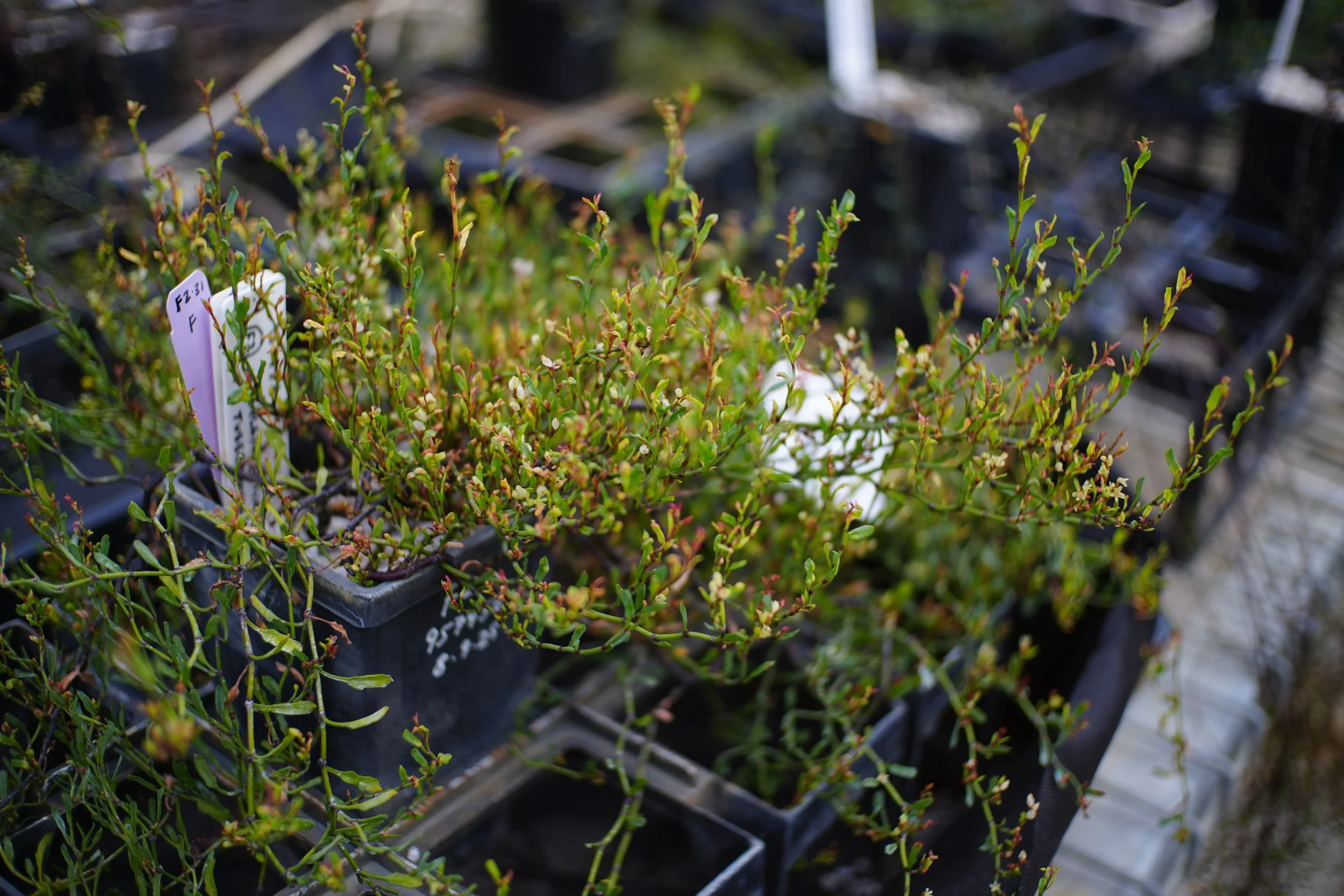 Genetic Rescue in Small Plant Populations: From Theory to Deployment