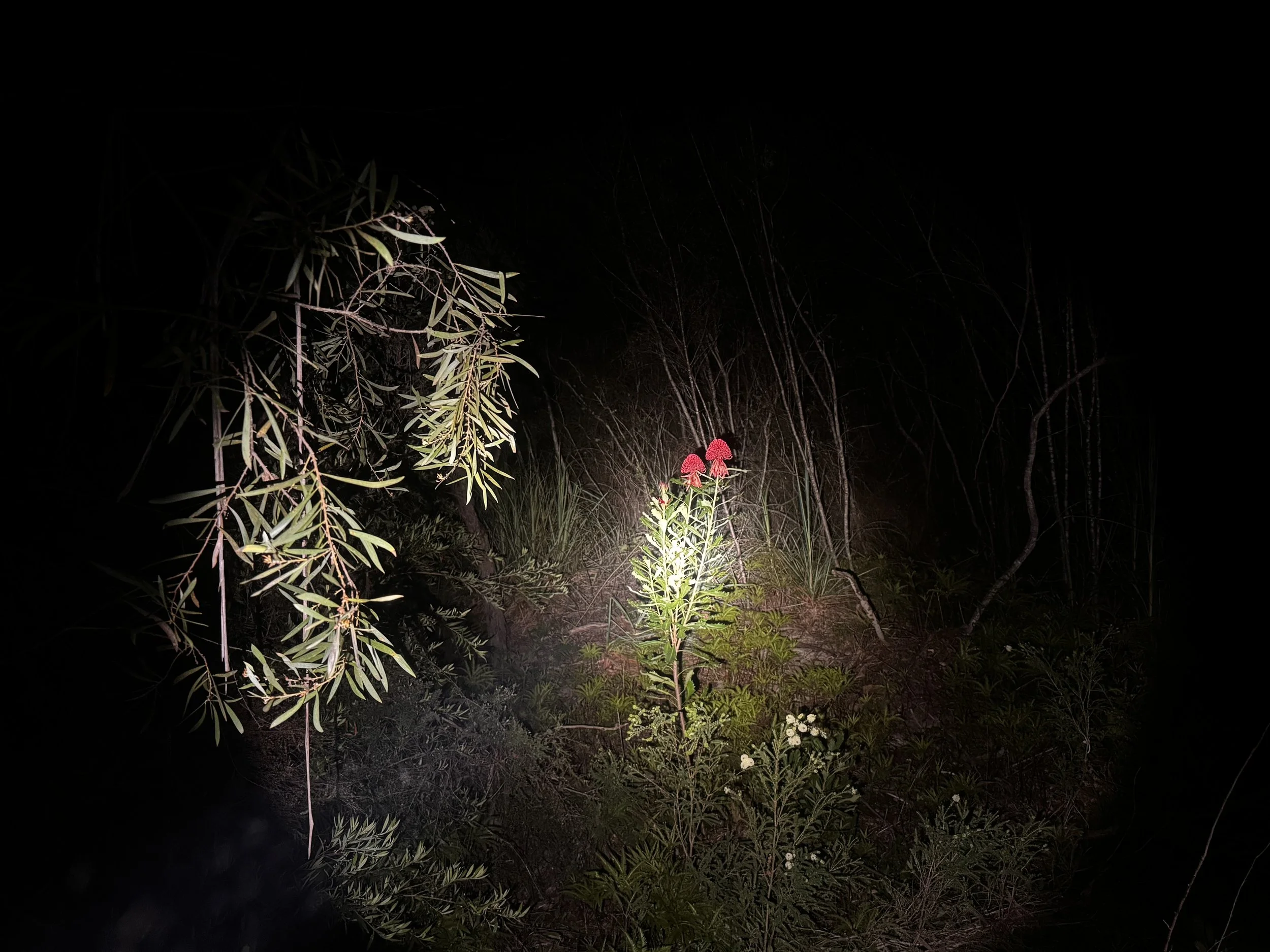 Telopea speciosissima flowering in Illawarra Escarpment moist sclerophyll forest during night-time ecological survey