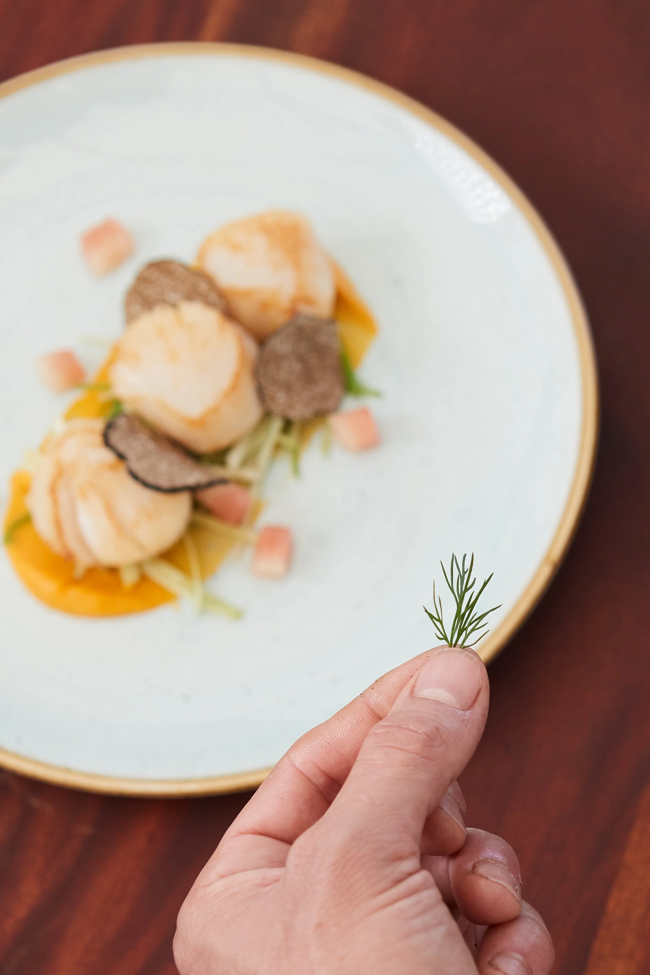 Close-up of a person's hand holding a small sprig of dill in front of a plate of gourmet food with scallops, black truffles, and garnishes.
