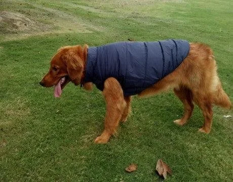 Waterproof dog Jacket