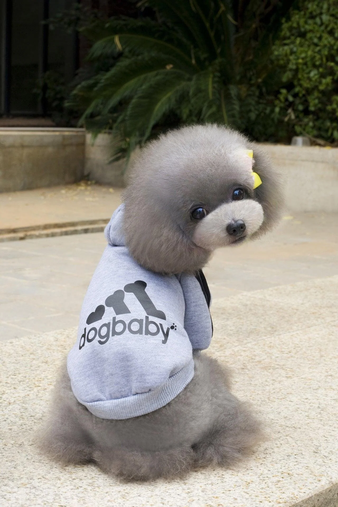 Stylish Hoodies For Small Dogs