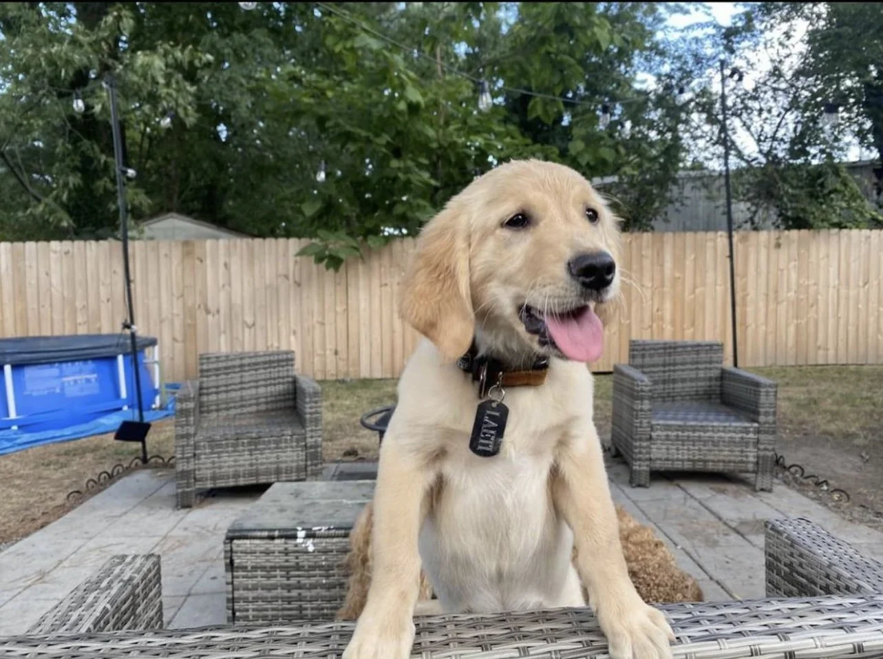 nelselitedoggydaycare