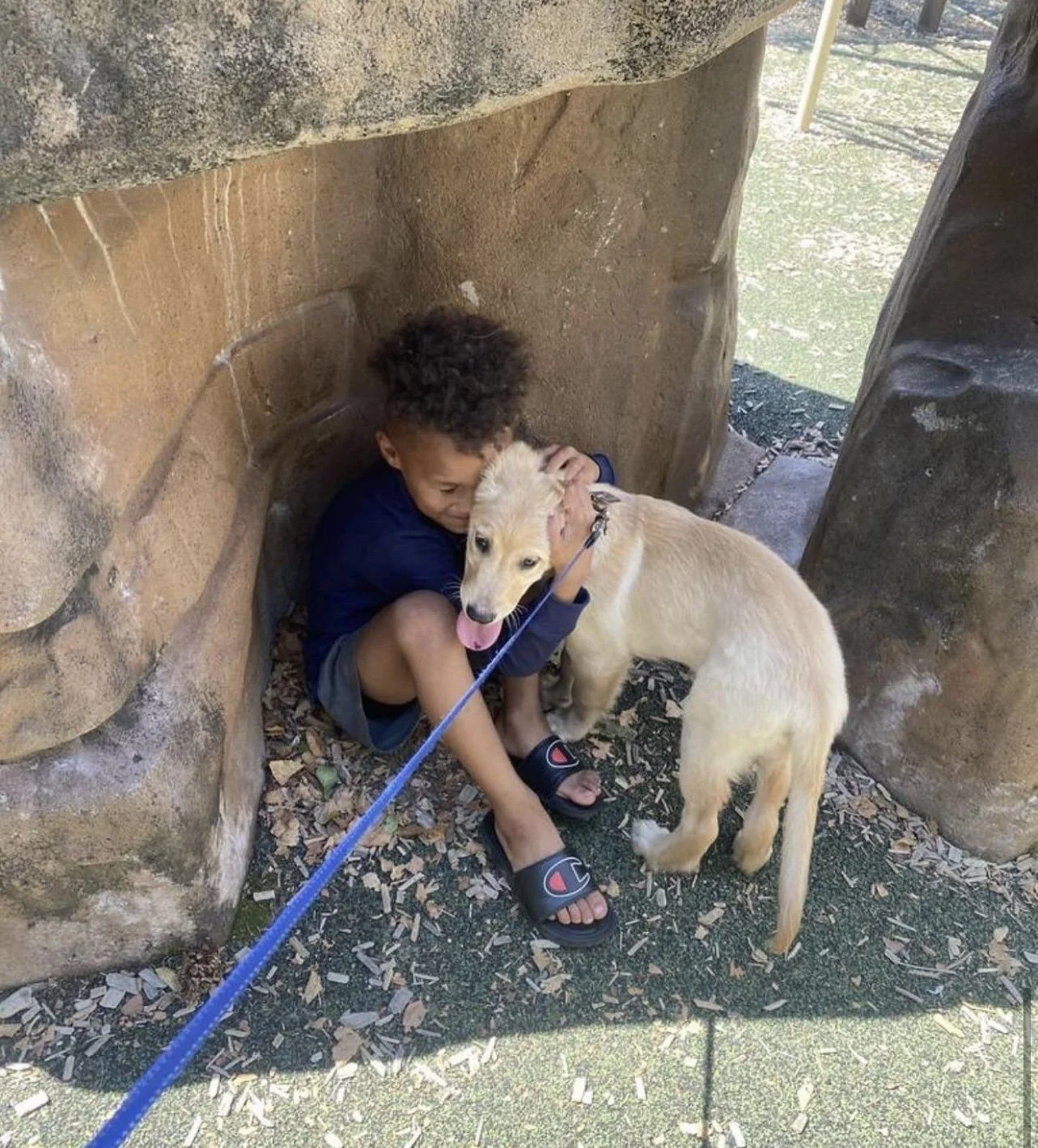 nelselitedoggydaycare