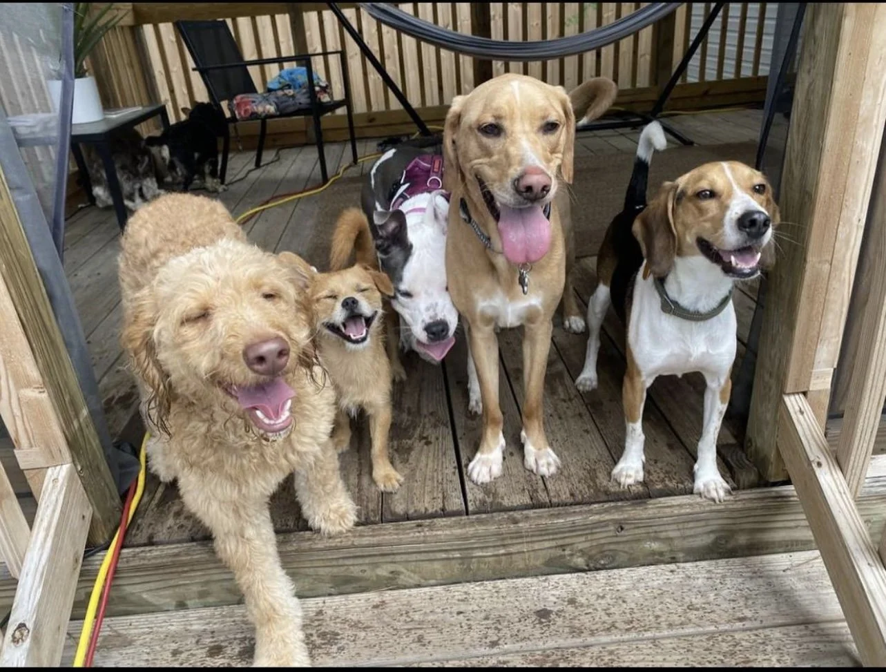 nelselitedoggydaycare