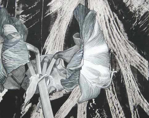 Amaryllis