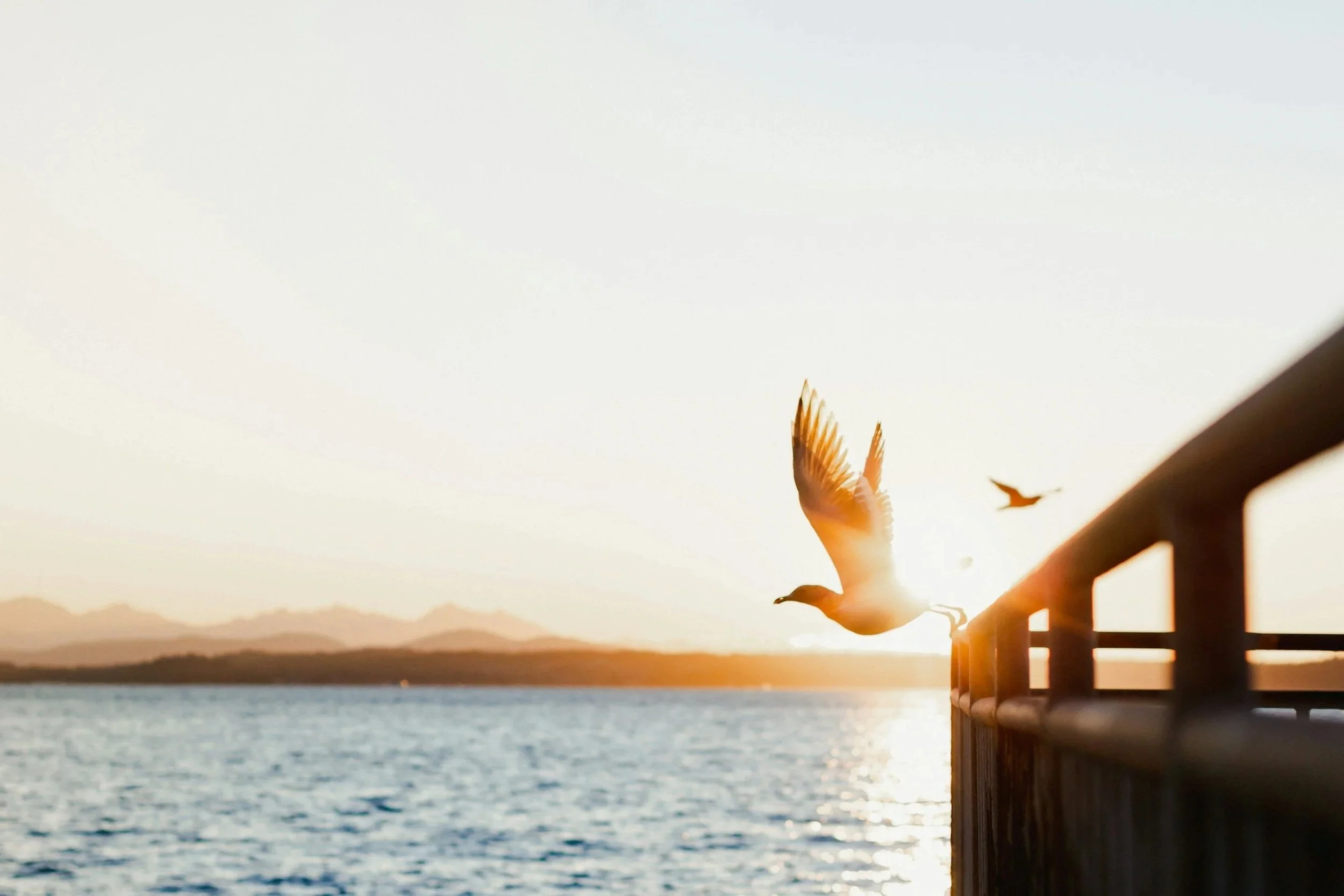 Somatic Counselling & Relational Therapy