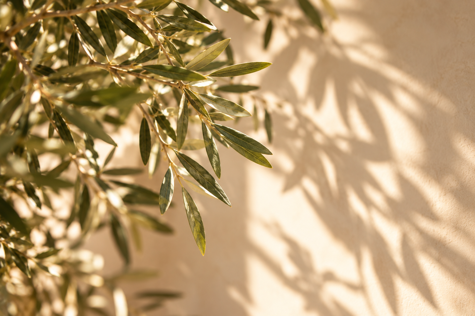 Sunlit olive branches casting shadows on a beige wall.