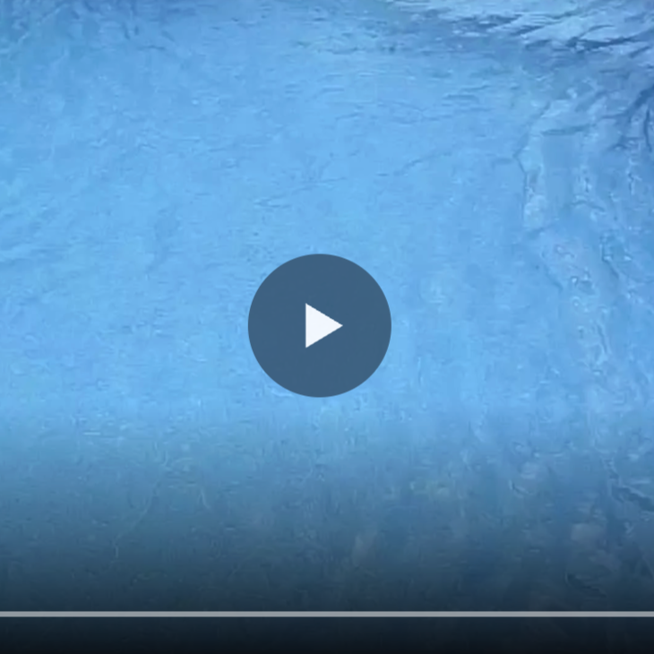 What does an organic swimming pool look like?
