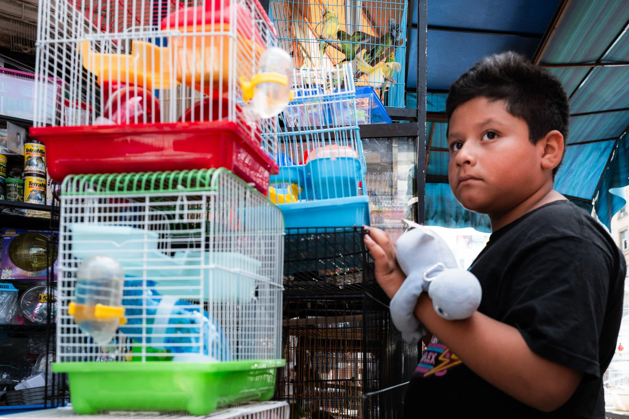 Street photograph of a young boy at a pet store or outdoor market stall, looking at small bird cages with parakeets inside. The cages are colorful and stacked, with some containing drinking bottles for the birds.