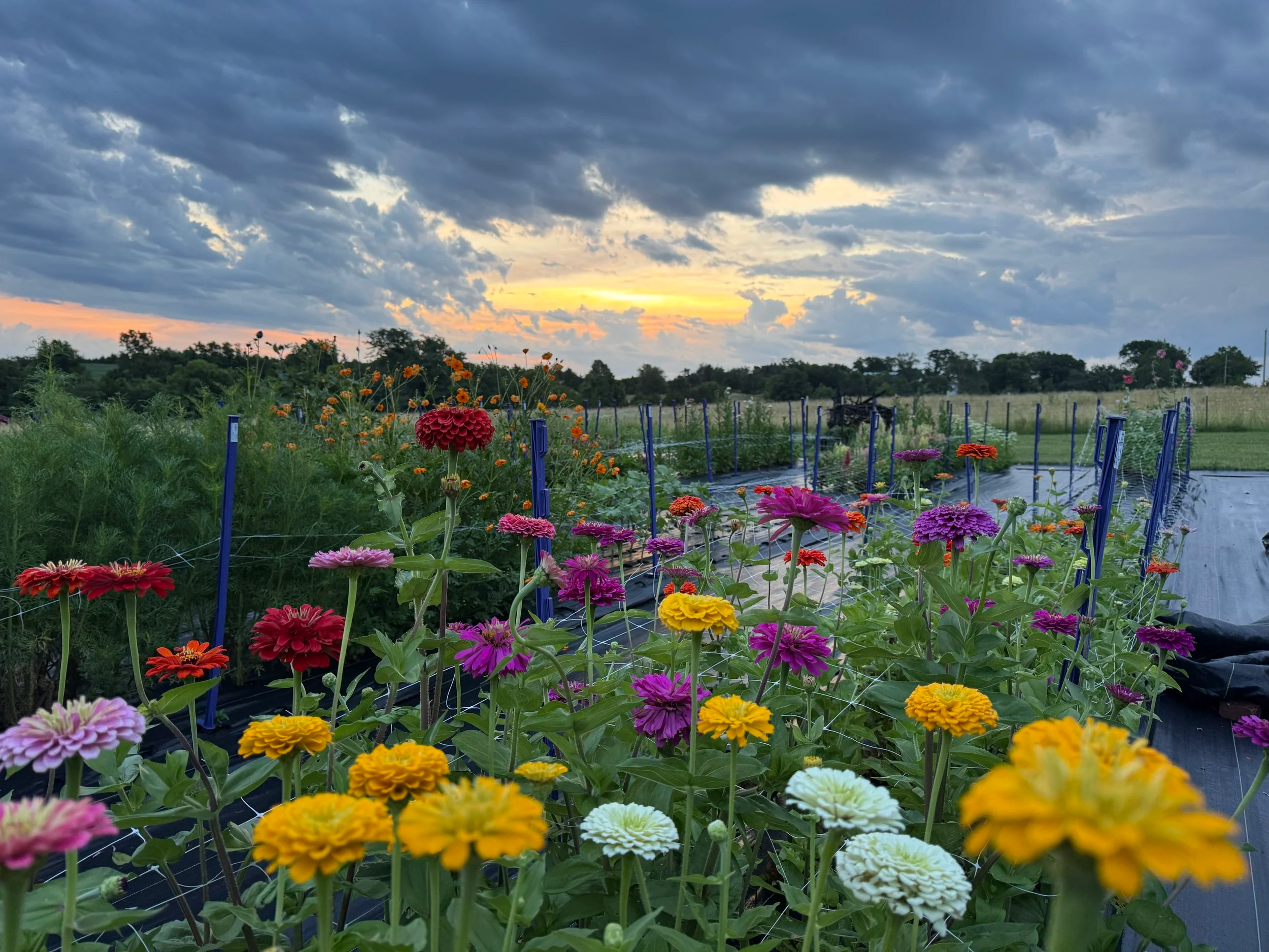 The sun rises over 2025 blooms at Crimson Ridge Flower Farm