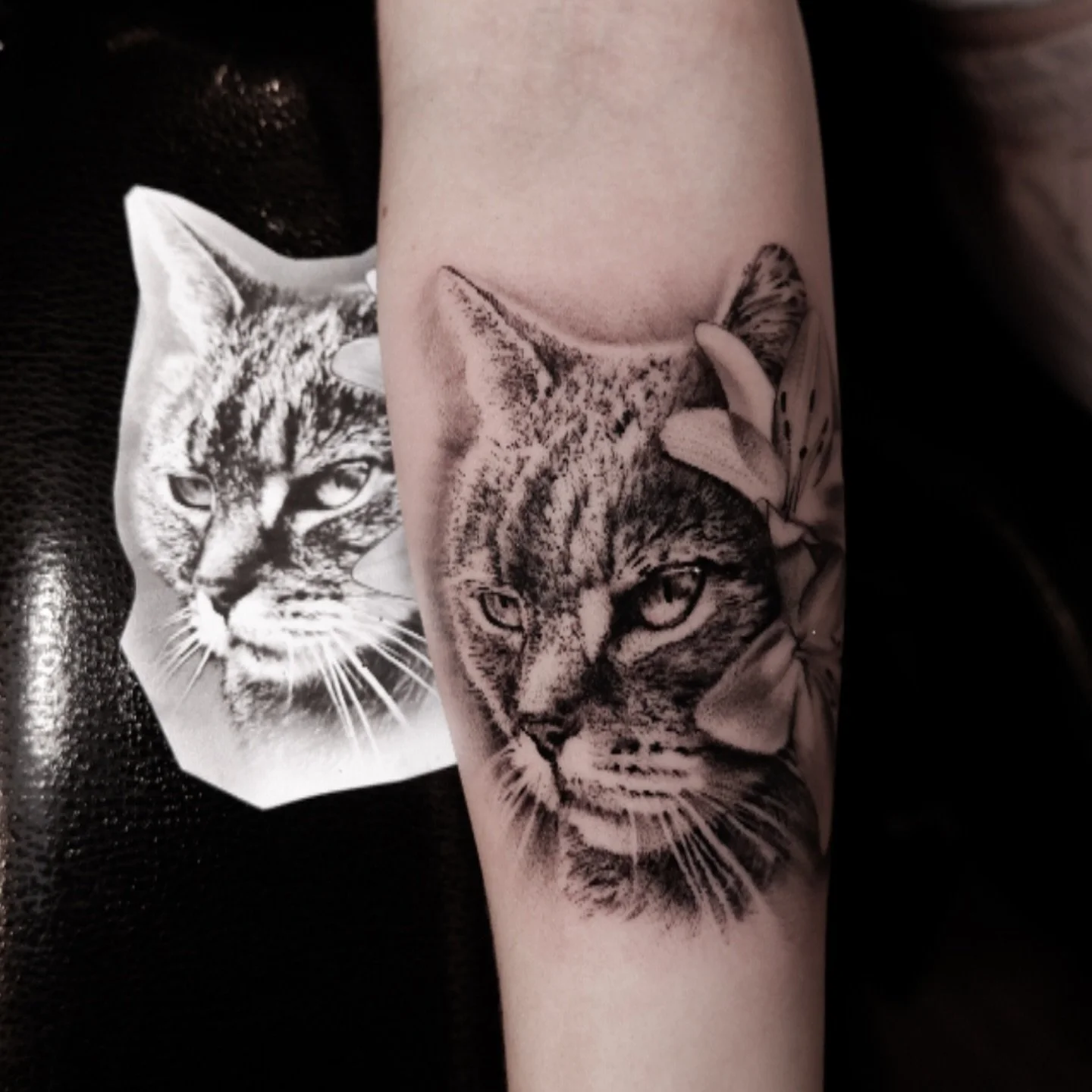 Cat portrait.