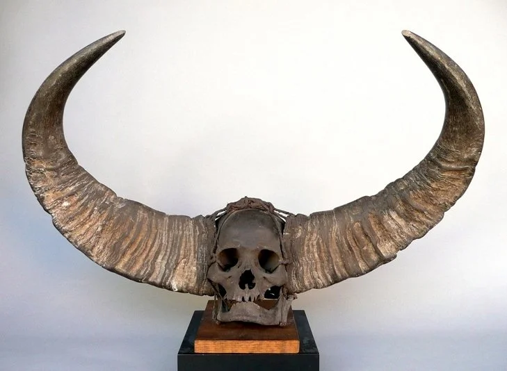 41-archive-skull-a.jpg