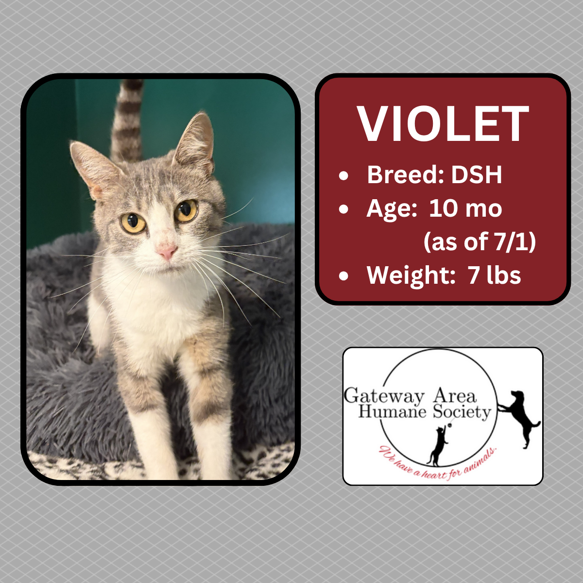 Violet (2).png