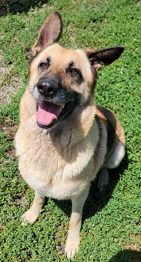 Ginger (4).png