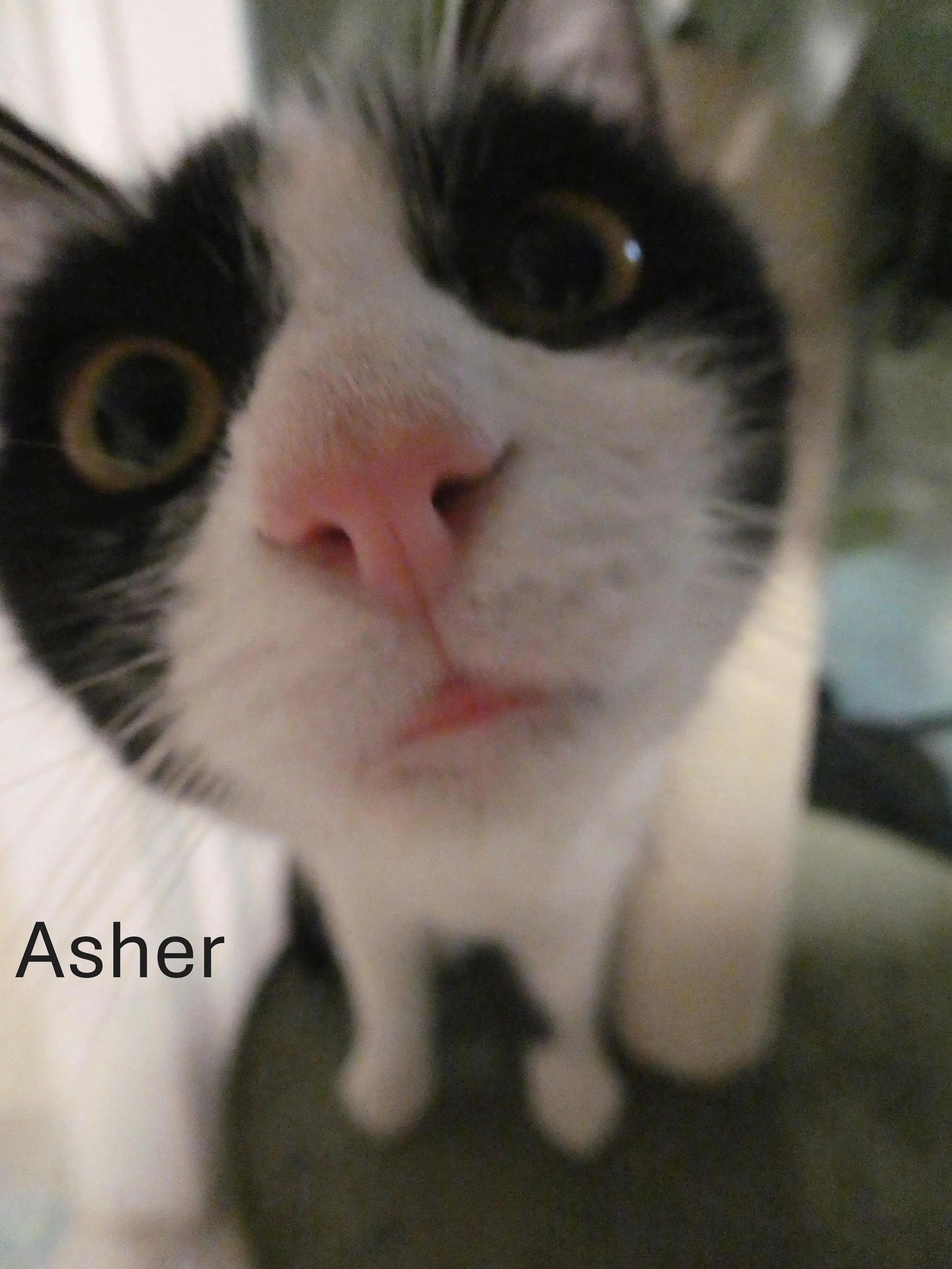 Asher (1).JPG