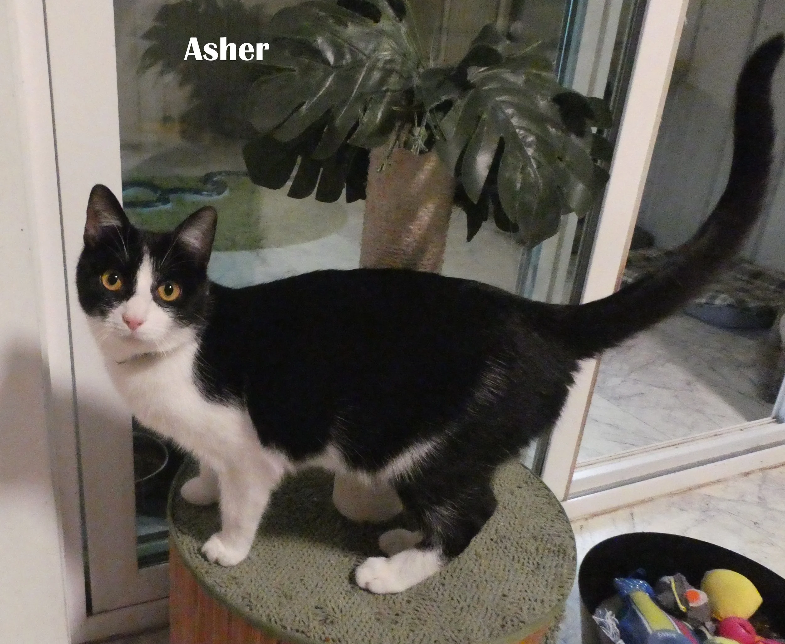 Asher (7).JPG
