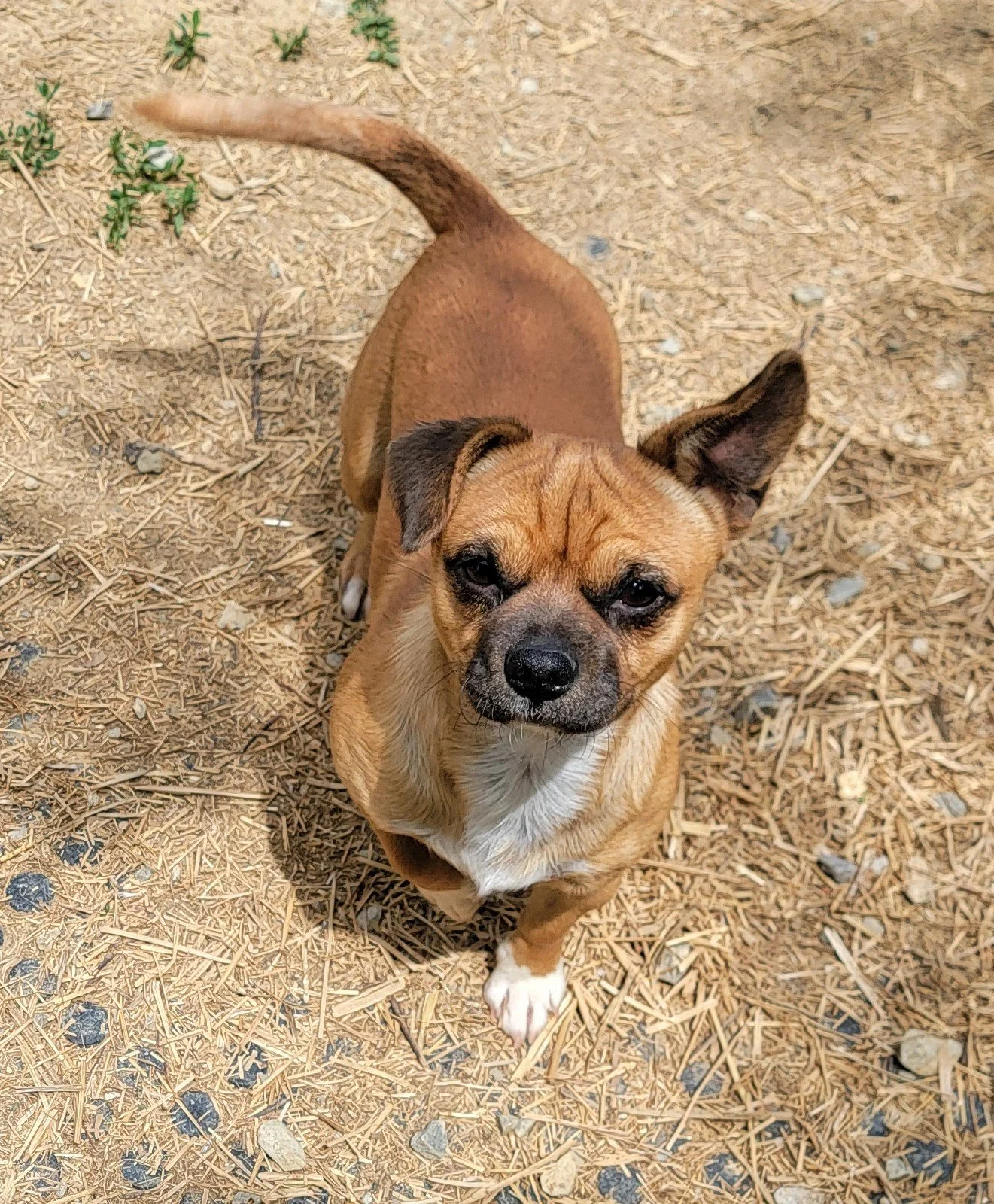 Paco (2).jpg
