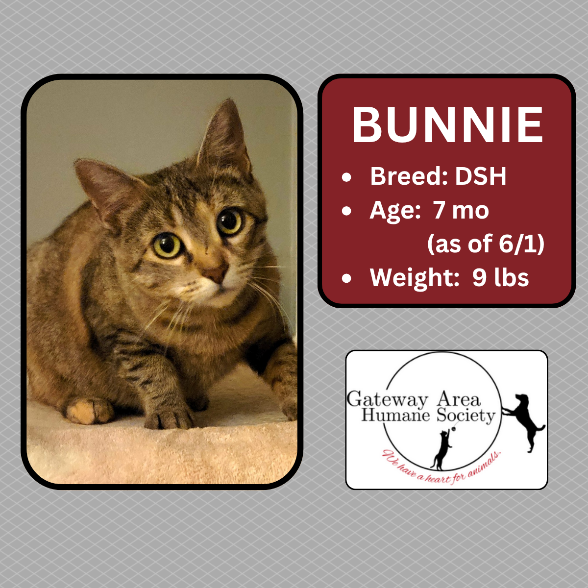 Bunnie.png