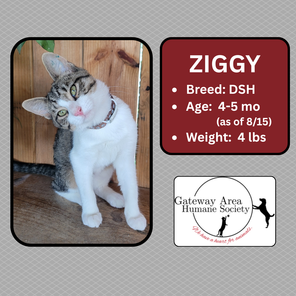 Ziggy.png