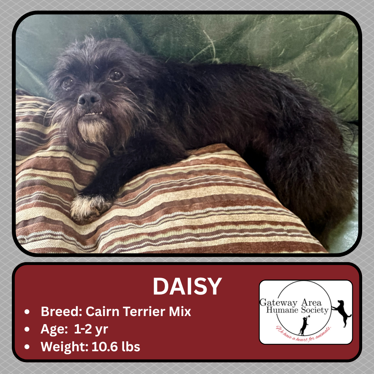 Daisy.png