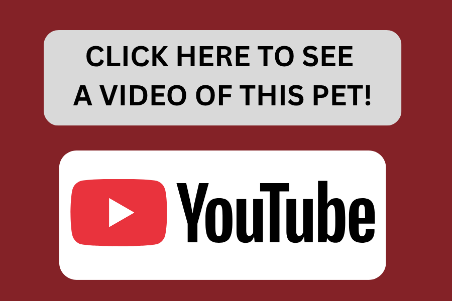 Youtube link image.png