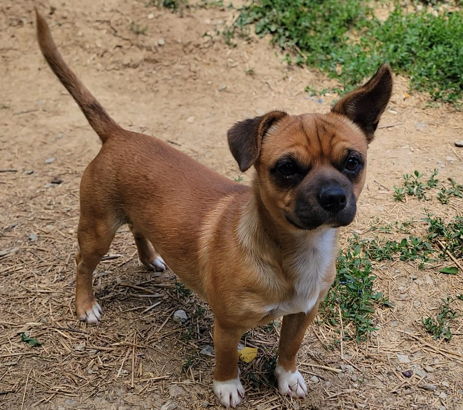 Paco (1).png