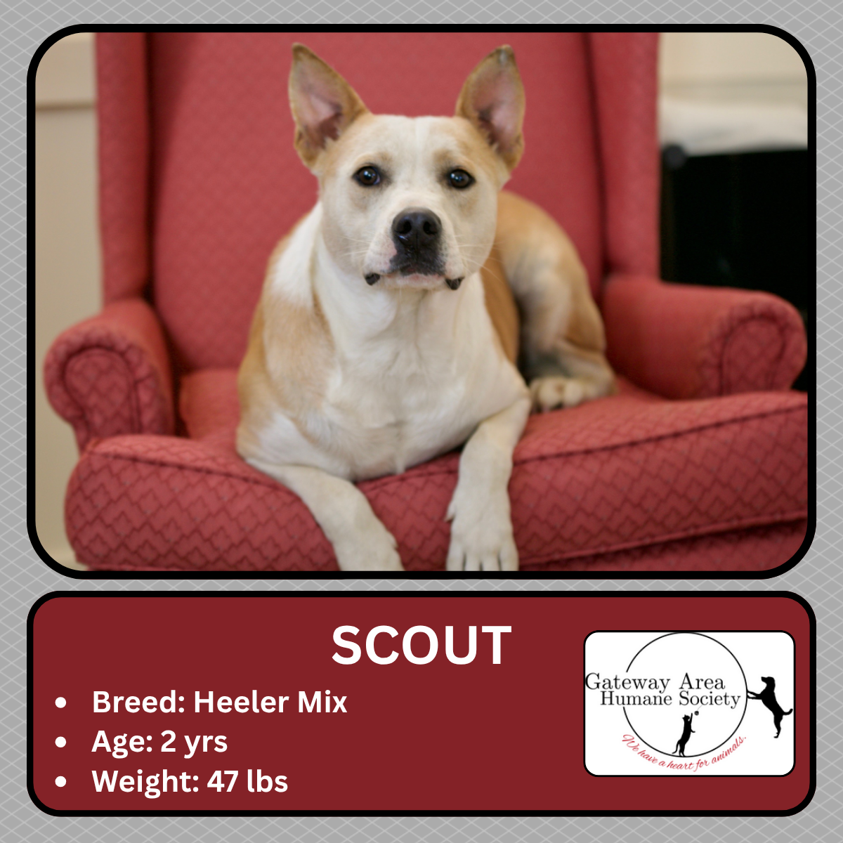 Scout.png