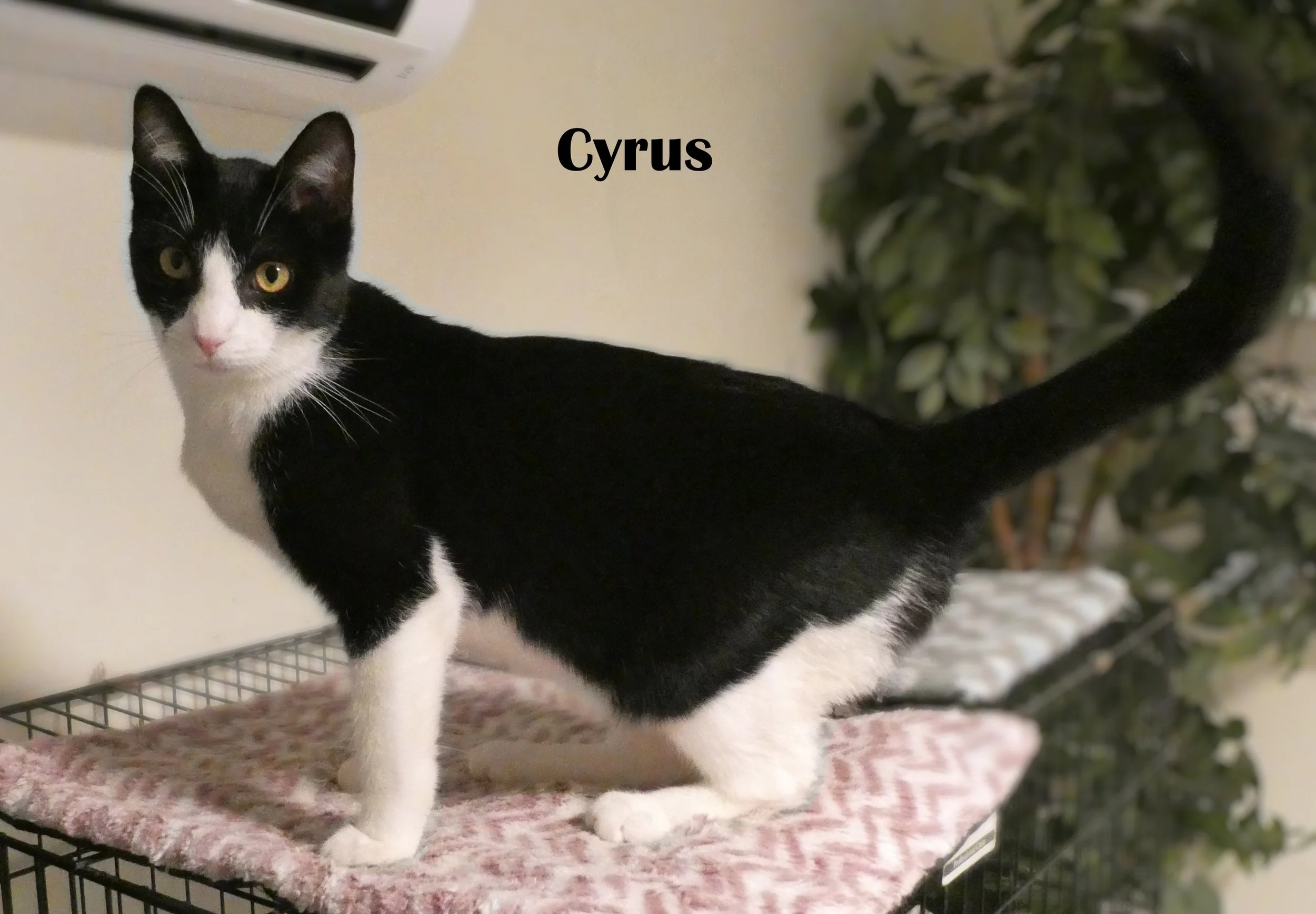 Cyrus (1).JPG