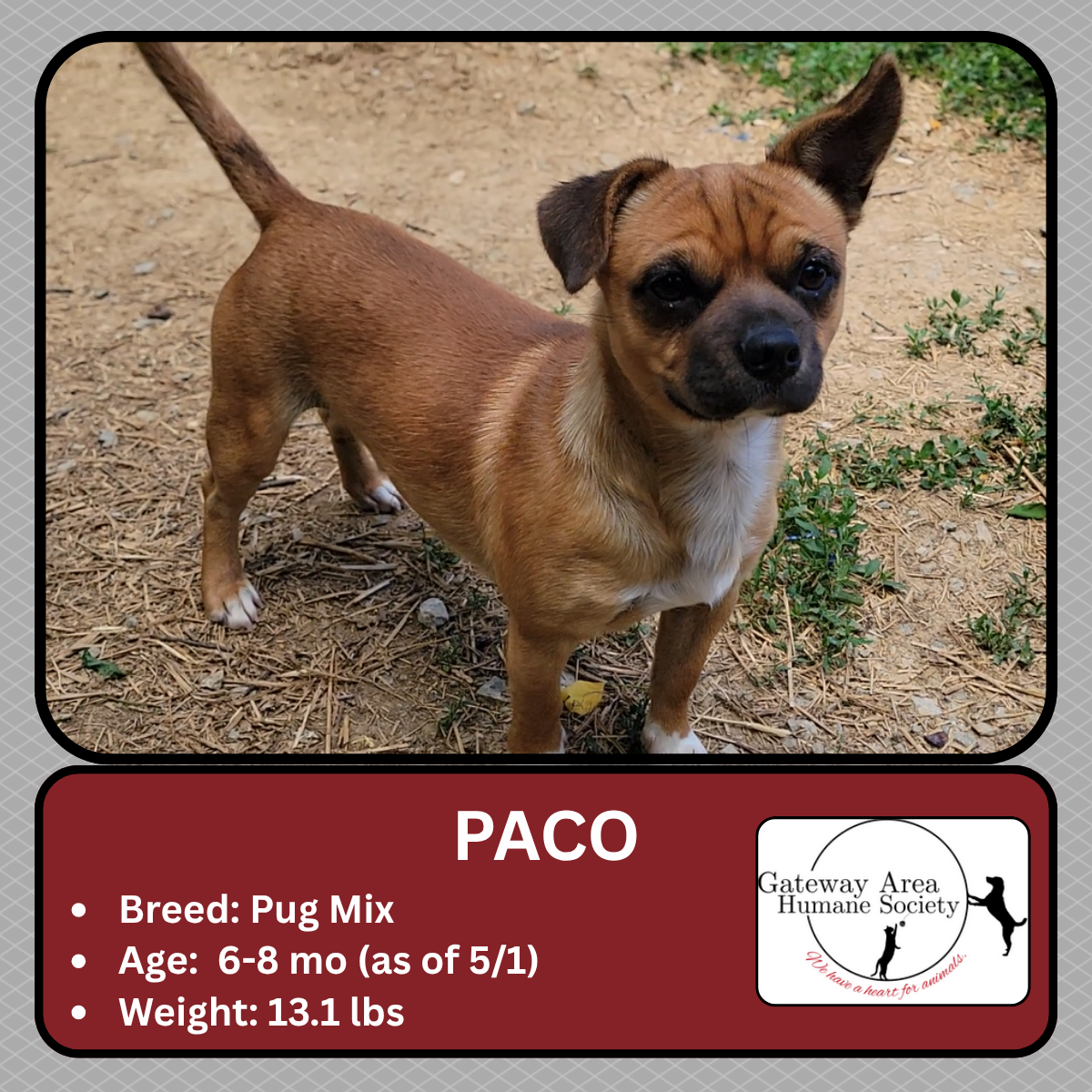Paco.png