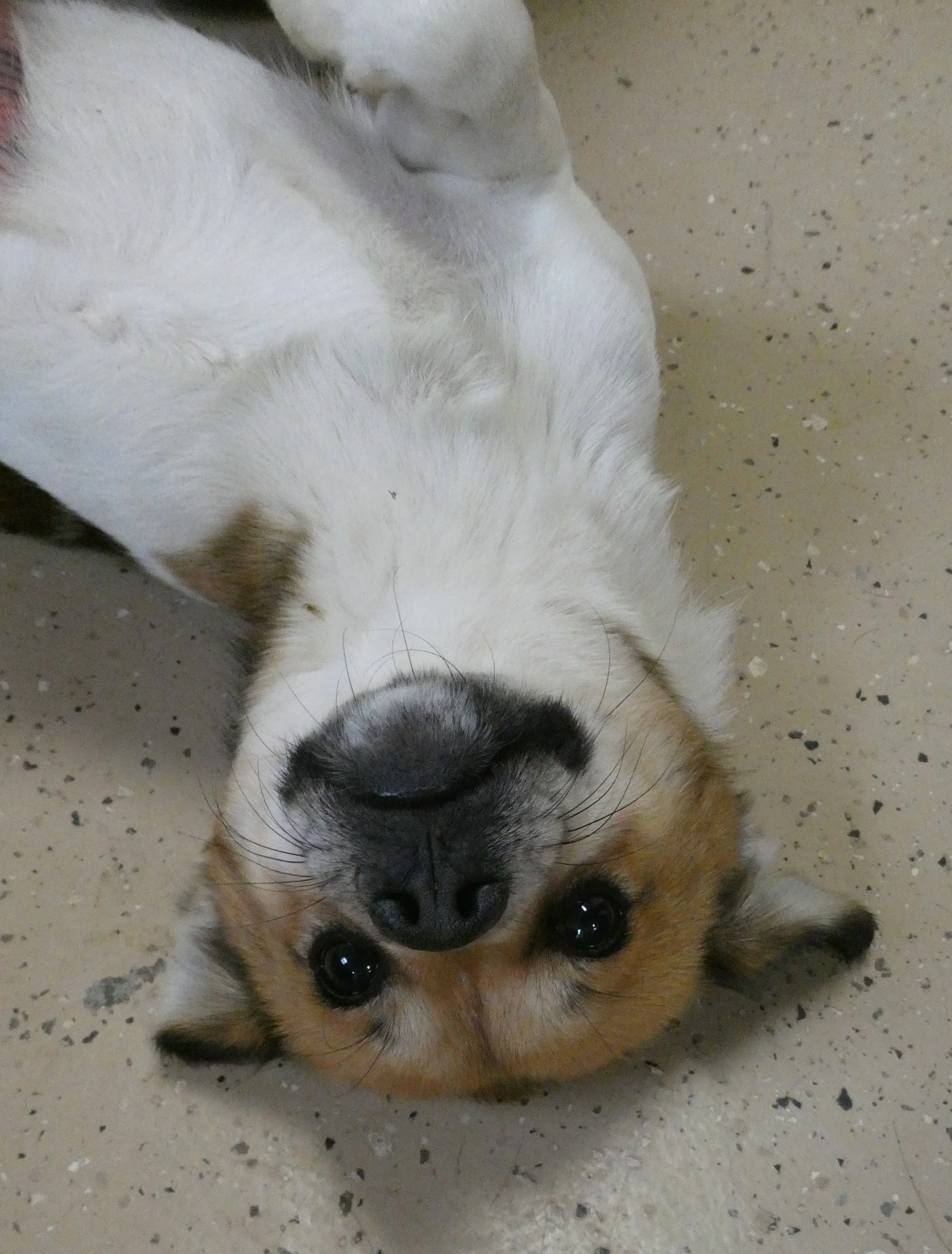 Jovi (2).JPG