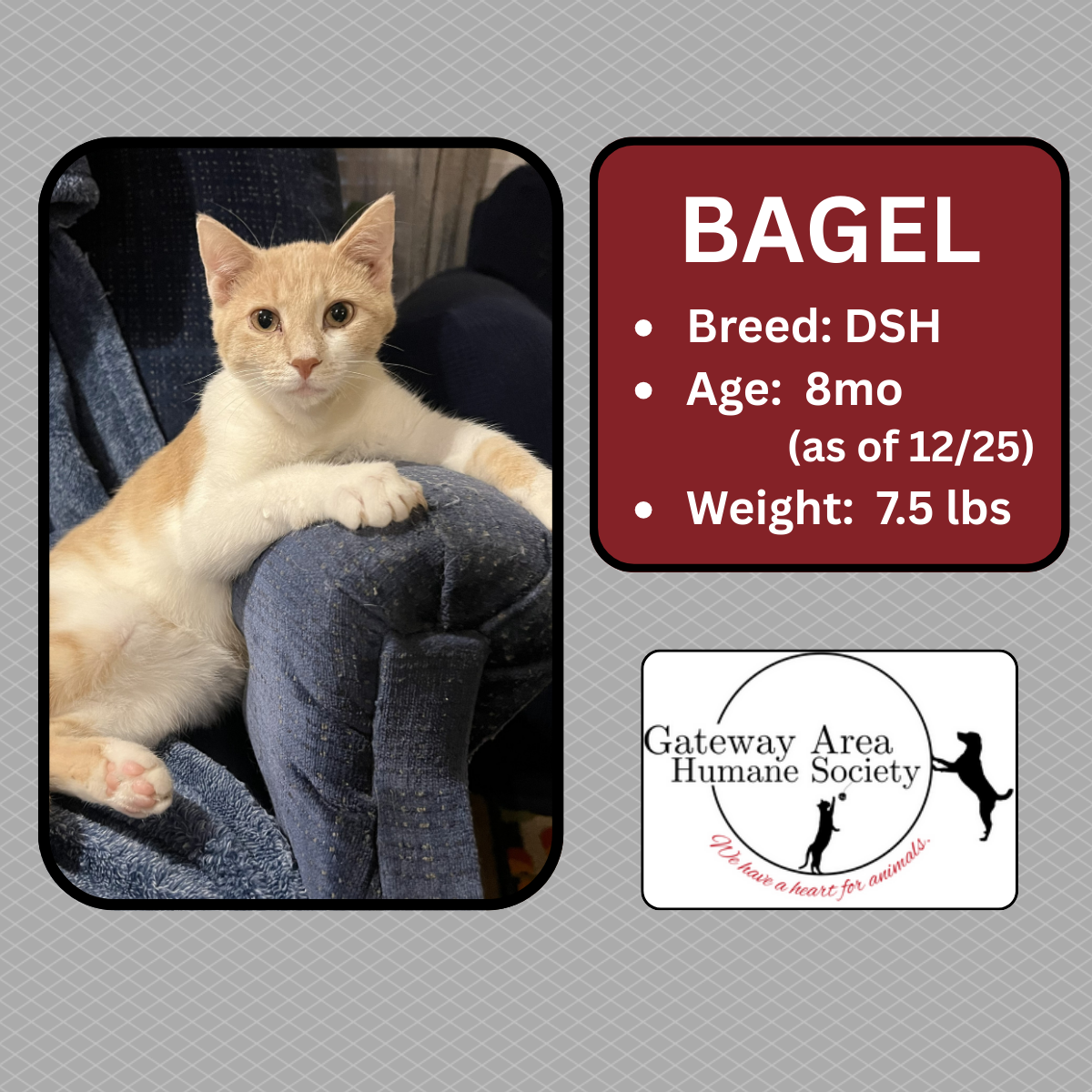 Bagel.png