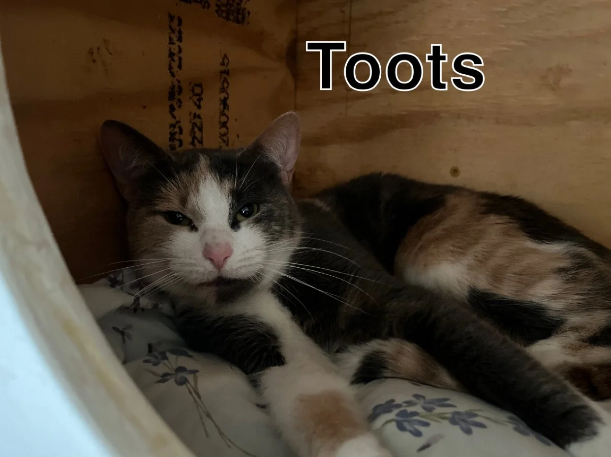 Toots (8).jpg