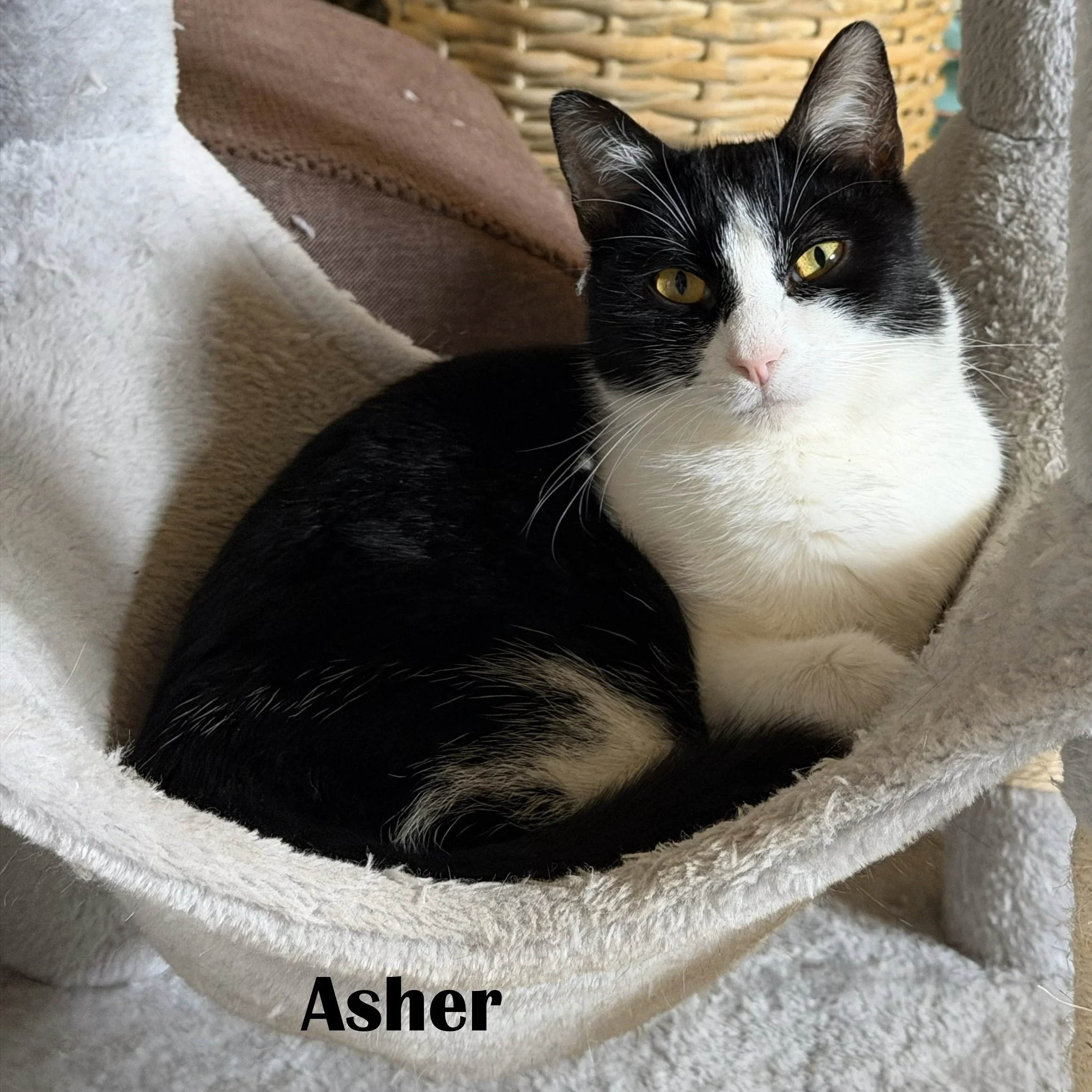 asher (2).jpg
