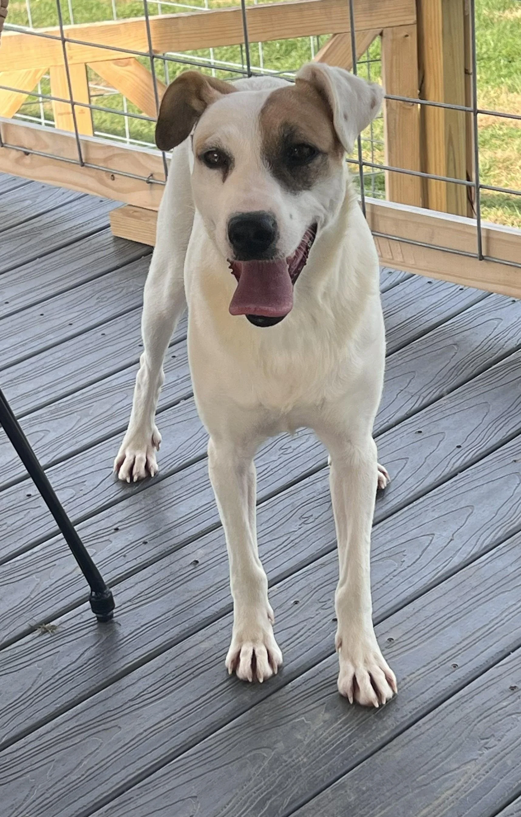 Penny (5).jpg