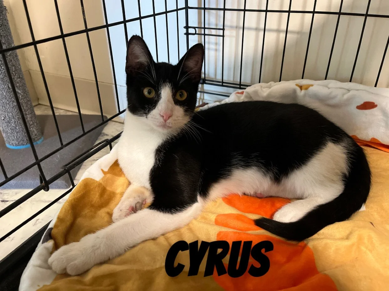 Cyrus (5).jpg